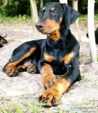 Doberman pinscher 