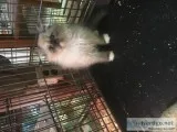 Ragamuffin Kitten