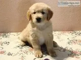 AKC Golden Retriever Puppies