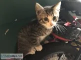 Adorable and playful kittens free to a good home