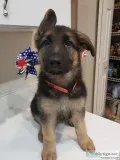 AKC German Shepherd Puppies