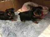 Loving Tea Cup Yorkie Puppies