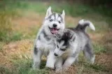 siberian husky puppies