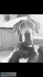 Female Blue Great Dane