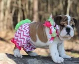 Male and Female English Bulldog Puppies Available for sale