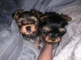 Cute outstanding Teacup puppies Ready
