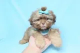 Cute Adorable Teacup Shih-Tzu Puppies for Sale in Las Vegas