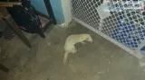 Rehoming ferret