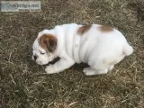 English bulldog puppies