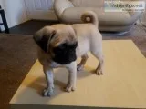 Pug Puppy Female