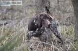 German Shorthaired Pointer puppies
