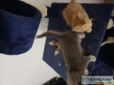 Free kittens to good home