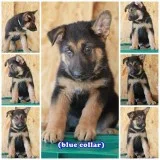 Two Month-Old Germand Shepherd Pups vaccinated and dewormed