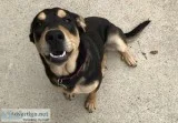 Free Dog To loving Home
