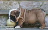 Lovely English Bulldog Puppies Available for sale