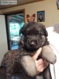 AKC German Shepherd Puppies