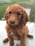 Standard poodle