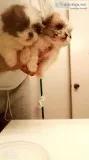 Shih Tzu Chihuahua