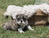 Nice English Bulldog Puppies for sale