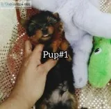 YORKIES Males (Teddy Bear Faces)