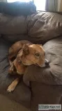 Female Corgi Mix