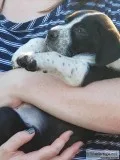 8 weeks old puppies