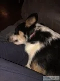 Female Pembroke Welsh Corgi
