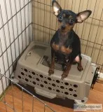 BLACK AND TAN FEMALE MINIATURE PINSCHER