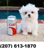 Wonderful Bischon Frise puppy 2r-and-a-half mouth old