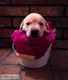 Black and Yellow Labrador Puppies