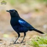 Best Bird Watching in Thekkady Kerala