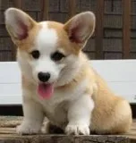 Rehome male and female corgi puppies