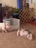POT BELLY PIG.