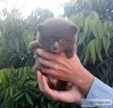 Teacup   chocolate   pomeranian   puppy  male