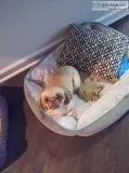Tan Shih Tzu
