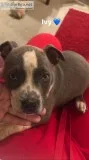 Full Breed Male Pitbull and Full Breed Bully Female