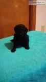 AKC REGISTERED PUREBRED MINIATURE POODLE PUPPIES
