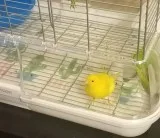 Re-homing a very cute yellow male canary (Includes cage)