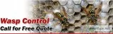 Wasp Control Services in Vancouver  Advancepest.ca