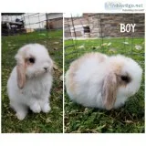 Holland Lops