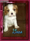 Linda Female Cavalier