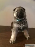 5 akc german shepard pups 2 girls 3 boys