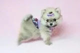 Teacup Pomeranian Puppies for Sale in Las Vegas