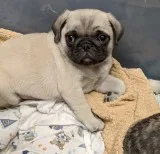 Home Raised Puppies For Sale