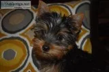 Home raise Yorkie puppies now for sale
