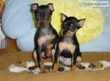 Miniature Pinscher puppies ready for new homes