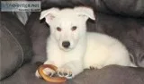 Meet our darling White German Shepherd Puppies