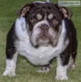 English Bulldog AKC up for stud