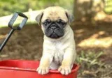 Pug Puppies