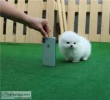 Super gorgeous Teacup Pomeranian Puppies